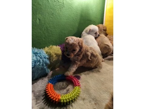 Orjinal maltipoo yavrular
