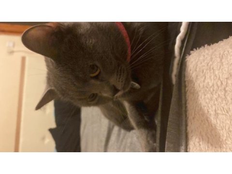 3 yaşında dişi russian blue
