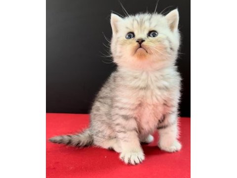 33 yıllık canpette british shorthair yavruları