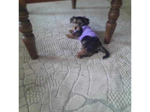 3 aylık dişi oyuncu yorkshire terrier