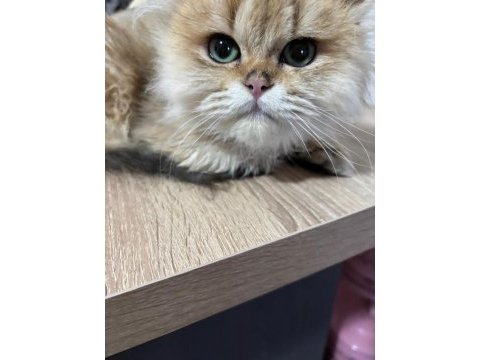 British longhair golden