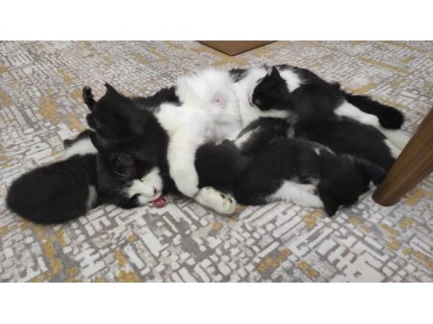 Tekli veya çoklu kedileri sahiplendirme ücretsiz