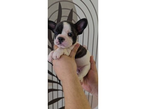 Ev ortamında bakılan renkli gözlü french bulldog yavrularım