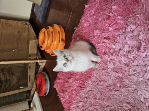 British shorthair dişi