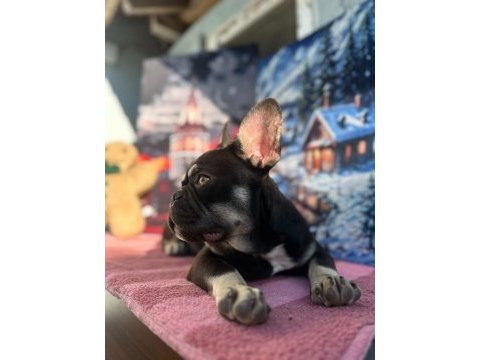 Coco blue tan fluffy carrier french bulldog