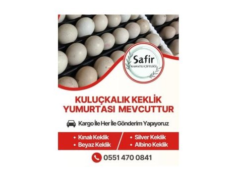 Kuluçkalık kınalı-beyaz-silver-albino keklik yumurtası