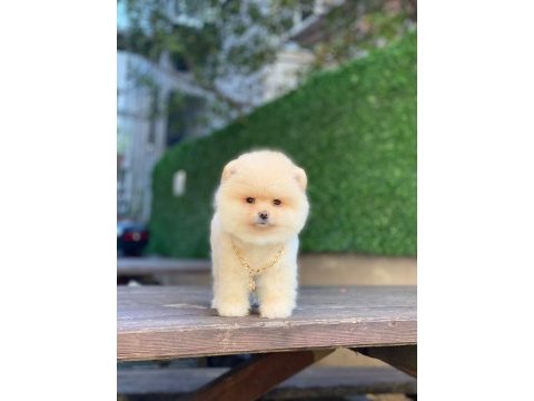 Pomeranian boo