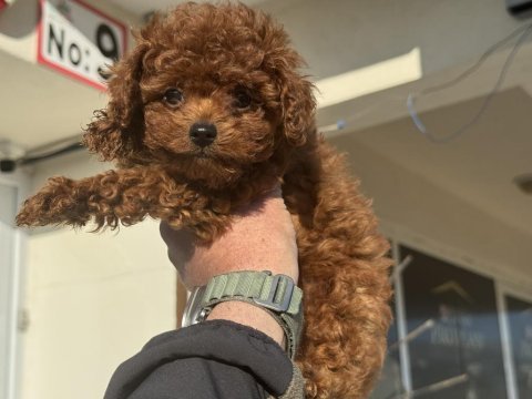 Show kalite redbrown toy poodle ziyarete açık