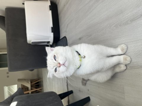 7 aylık blue point scottish fold yeni yuvasını arıyor