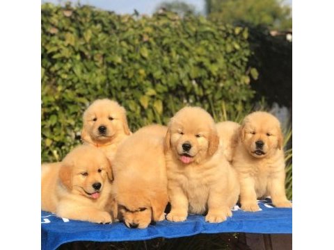 Golden retriever puppy