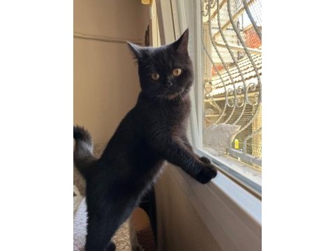 5 aylık british shorthair kömür