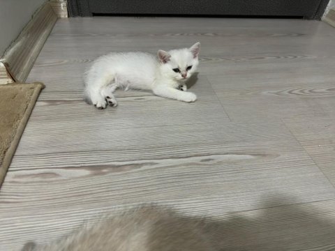 2 aylık british shorthair