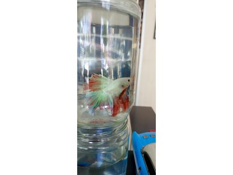 Betta balığı