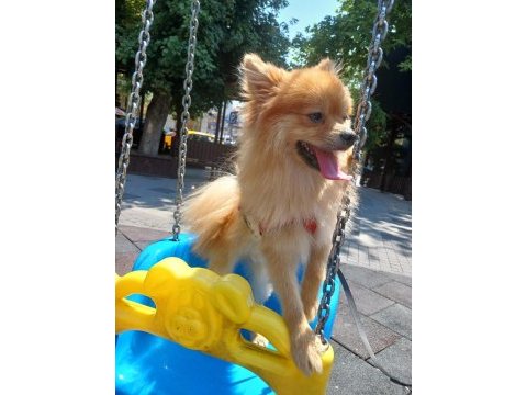 1 yaşında pomeranian ömürlük yuvasını arıyor