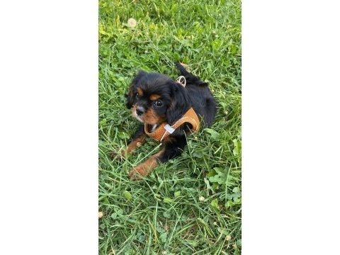 1,5 aylık cavalier king charles