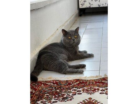 Yetişkin erkek kedimiz kısır değil