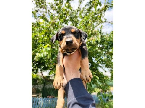 A kalite doberman yavruları