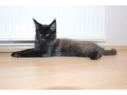 Şampiyonlar torunu şampiyon adayı maine coon yavrular