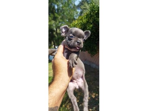 En güzel blue fransız bulldog kız