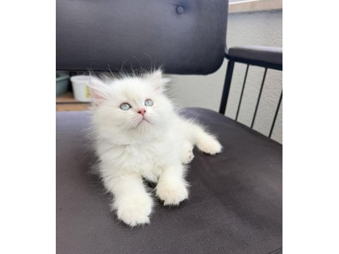British longhair yavru