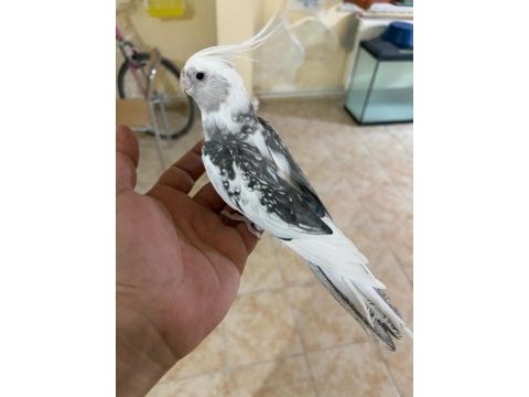 Full evcil evlere maskot wf erkek sultan papağanı