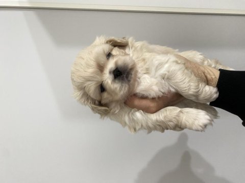 Pekinez köpeğimiz