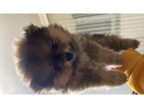 Dişi pomeranian