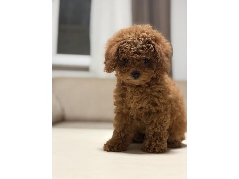 Orjinal ırk garantili toy poodle ve kore poodle