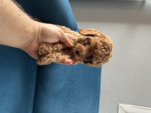 2 aylık toy poodle