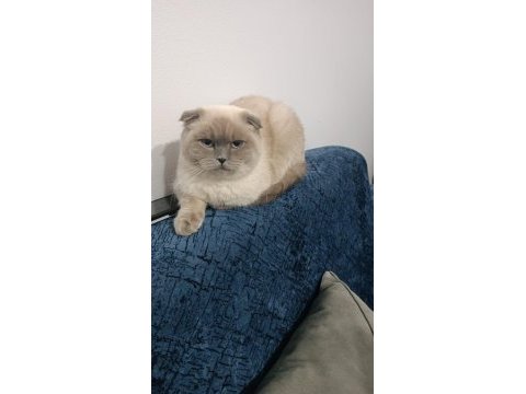 Scottish fold kızımıza yeni yuva arıyoruz