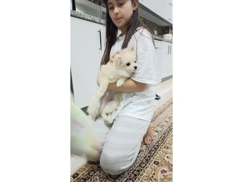 Acil sahiplendirme 4 aylık wc eğitimli pomeranian erkek