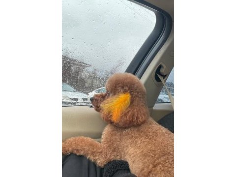 4 yaşında aşıları tam poodle erkek