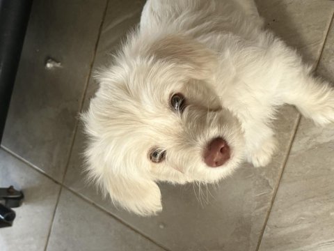 Köpeklerim 3 aylık ilk aşıları yapıldı