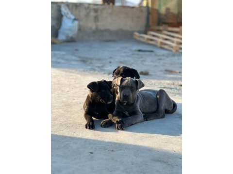 Cane corso köpeği yavrularımız