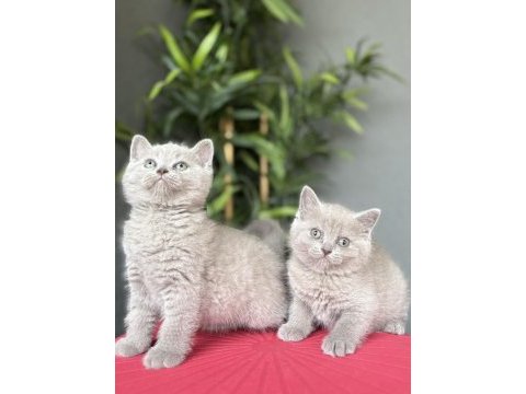 Brıtısh shorthair lılak yavrularım 