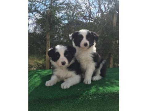Irk ve sağlık garantili border collie yavrular