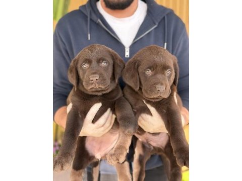 Referans yavru labrador