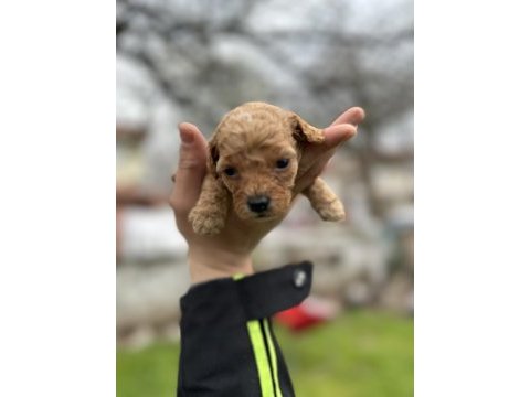 Toy poodle yavrular