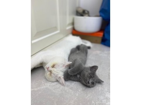 Gri dişi british longhair
