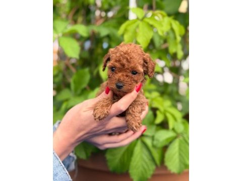 Toy poodle yavrularımız ruhsatlı çiftlikten