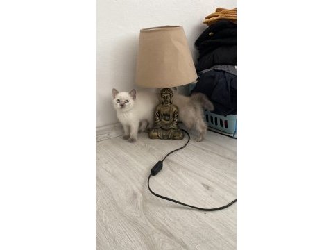 Scottısh straight bluepoint kitten