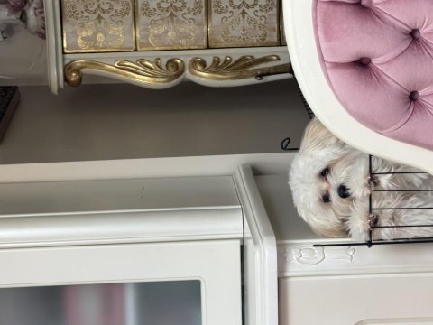 Maltipoo köpeğimiz kuki
