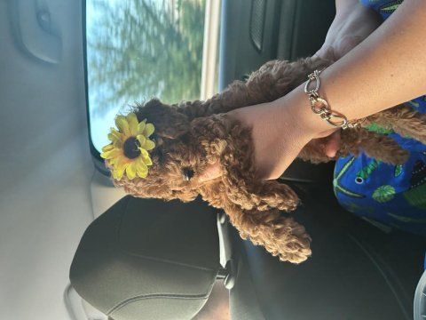 Toy poodle yavru