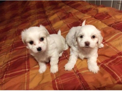 Maltipoo yavrularımız uygundur