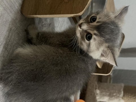 İki aylık british shorthair kedisi