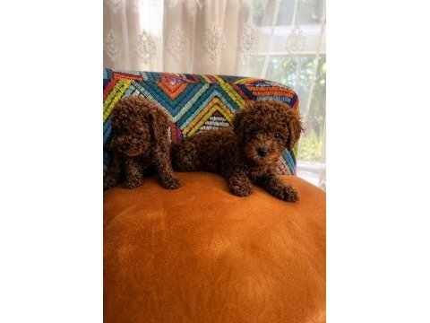 Orijinal ev üretimi toy poodle