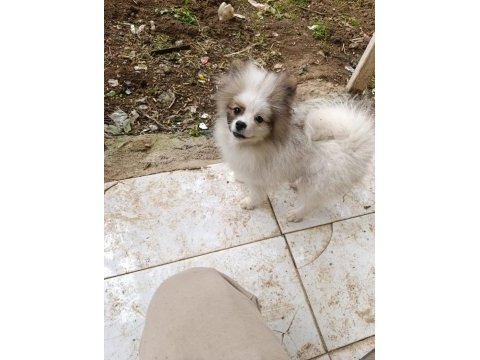 Acil verir çek dişi erkek pomeranian