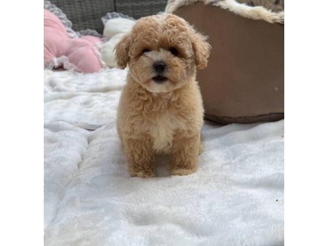 Maltipoo yavrularımız