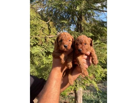 1. kalite toy poodle yavruları