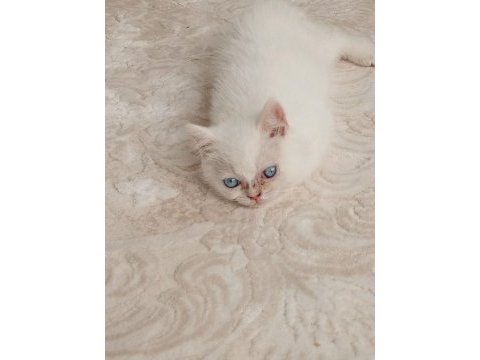 British shorthair kedisi